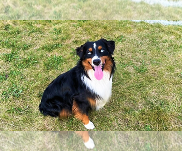 Medium Photo #62 Miniature Australian Shepherd Puppy For Sale in BONNERS FERRY, ID, USA