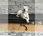Small #2 Staffordshire Bull Terrier Mix