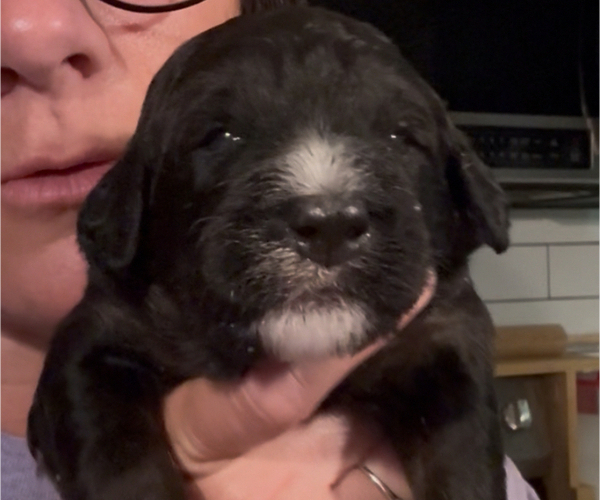 Medium Photo #22 Bernedoodle Puppy For Sale in MOULTON, AL, USA
