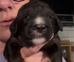 Small Photo #22 Bernedoodle Puppy For Sale in MOULTON, AL, USA