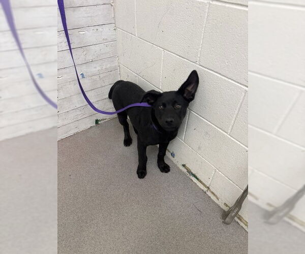 Medium Photo #1 Labrador Retriever-Unknown Mix Puppy For Sale in San Bernardino, CA, USA