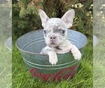 Small #4 French Bulldog
