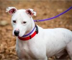 Small #9 American Pit Bull Terrier Mix