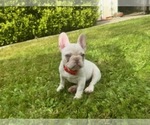 Image preview for Ad Listing. Nickname: Apollo
