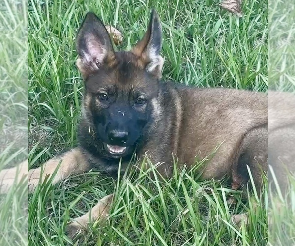 Medium Photo #6 German Shepherd Dog Puppy For Sale in PURVIS, MS, USA
