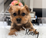 Small #2 Yorkshire Terrier