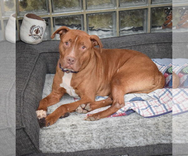 Medium Photo #11 American Staffordshire Terrier-Boxer Mix Puppy For Sale in Huntley, IL, USA