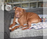 Small #10 American Staffordshire Terrier-Boxer Mix