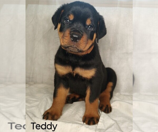 Medium Photo #1 Rottweiler Puppy For Sale in TABLE GROVE, IL, USA