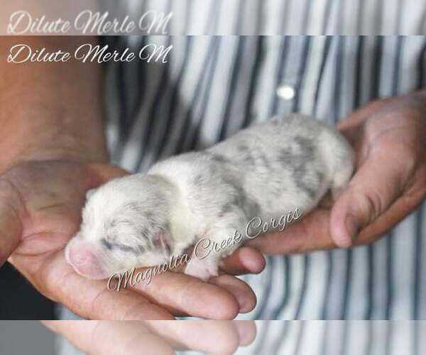 Medium Photo #5 Pembroke Welsh Corgi Puppy For Sale in ANDALUSIA, AL, USA