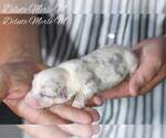 Small Photo #5 Pembroke Welsh Corgi Puppy For Sale in ANDALUSIA, AL, USA