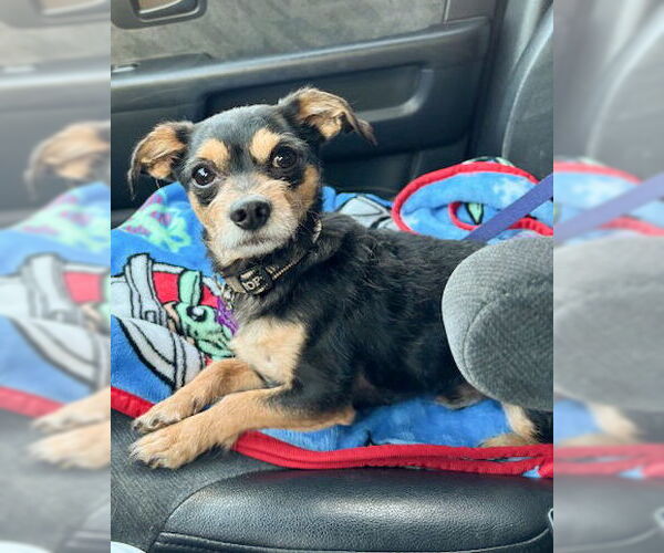 Medium Photo #3 Chihuahua-Unknown Mix Puppy For Sale in Corona, CA, USA