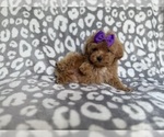 Small #8 Cockapoo (Miniature)