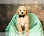 Small Photo #10 Poodle (Miniature) Puppy For Sale in WARSAW, IN, USA