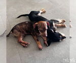 Small #3 Mutt