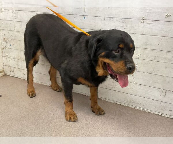 Medium Photo #1 Rottweiler Puppy For Sale in San Bernardino, CA, USA