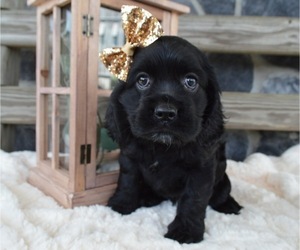 Cocker Spaniel Puppy for sale in HONEY BROOK, PA, USA