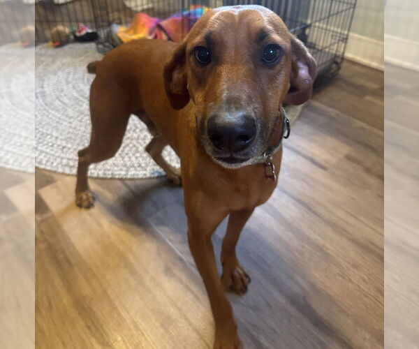 Medium Photo #15 Mountain Cur-Unknown Mix Puppy For Sale in Boston, MA, USA