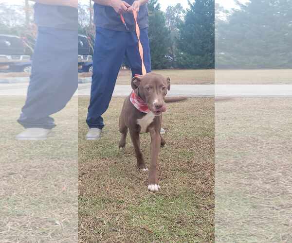 Medium Photo #2 American Pit Bull Terrier-Labrador Retriever Mix Puppy For Sale in Orangeburg, SC, USA