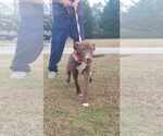 Small #1 American Pit Bull Terrier-Labrador Retriever Mix