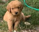 Small Photo #17 Golden Retriever Puppy For Sale in ELKHART, IN, USA