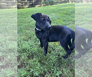 Winnie - Female Mutt Dog for Adoption - Photo #2
