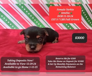 Yorkshire Terrier Puppy for sale in TUCSON, AZ, USA