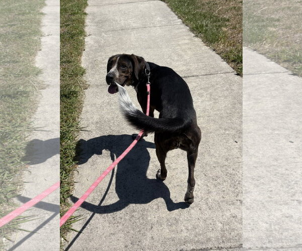 Medium Photo #5 Catahoula Leopard Dog-Unknown Mix Puppy For Sale in Raleigh, NC, USA