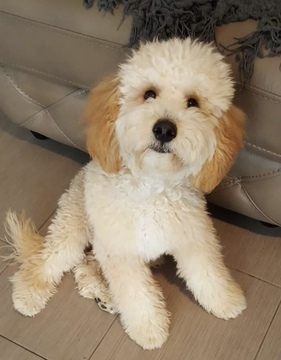 Medium Photo #1 Goldendoodle Puppy For Sale in LARGO, FL, USA