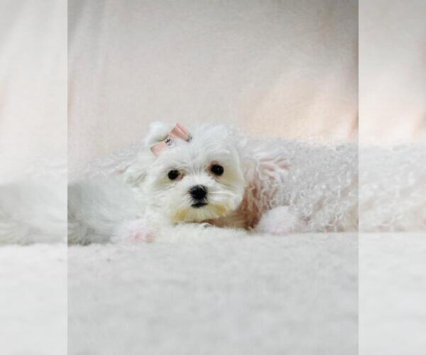 Medium Photo #17 Maltese Puppy For Sale in PEMBROKE PINES, FL, USA