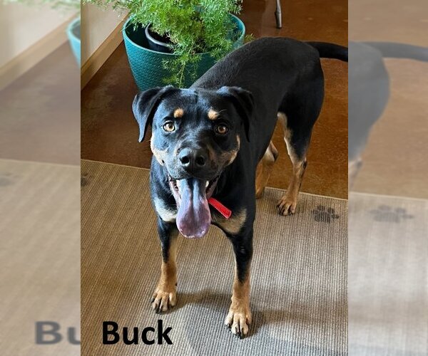 Medium Photo #4 Black Mouth Cur-Rottweiler Mix Puppy For Sale in Mountain View, AR, USA
