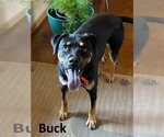 Small #4 Black Mouth Cur-Rottweiler Mix