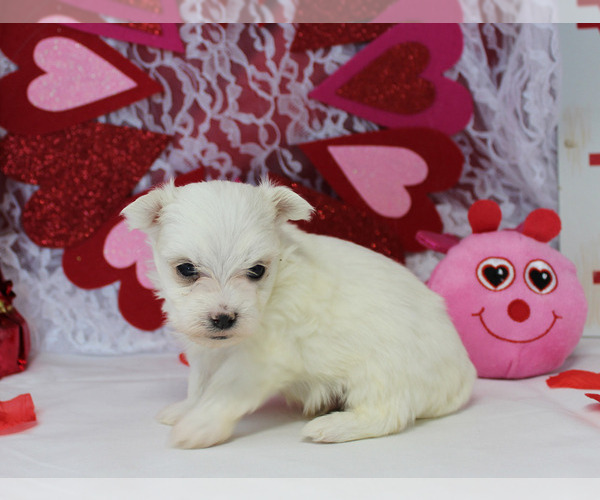 Medium Photo #9 Maltese Puppy For Sale in CHANUTE, KS, USA