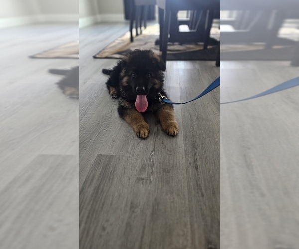 Medium Photo #3 German Shepherd Dog Puppy For Sale in OCALA, FL, USA