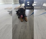 Small #2 German Shepherd Dog