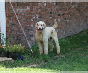 Poodle (Standard) Puppy for sale in FAIR GROVE, MO, USA