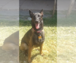 Small Photo #11 Belgian Malinois Puppy For Sale in PALMHURST, TX, USA