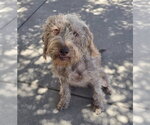 Small #1 Poodle (Standard) Mix