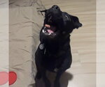Small #11 Mutt
