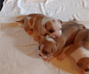 Medium American Bully