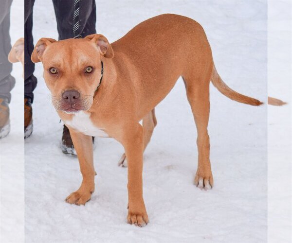 Medium Photo #6 American Staffordshire Terrier-Boxer Mix Puppy For Sale in Huntley, IL, USA