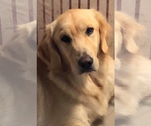 Mother of the Golden Retriever puppies born on 03/15/2025