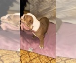 Puppy Fawn Pied Femal English Bulldog