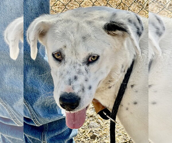 Medium Photo #3 Mutt Puppy For Sale in Las Vegas, NM, USA