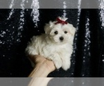 Puppy Cloudpuff AKC Maltese