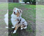 Small Australian Shepherd