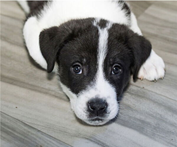 Medium Photo #8 Great Pyrenees-Unknown Mix Puppy For Sale in OKLAHOMA CITY, OK, USA