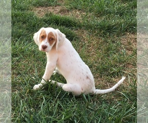 English Setter Puppy for sale in EDGEWOOD, KY, USA