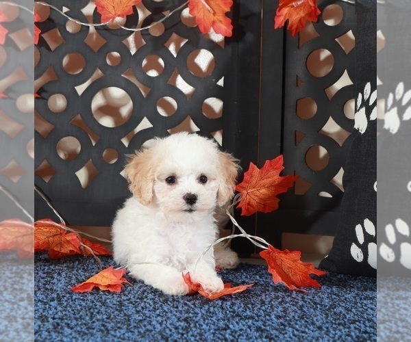 Medium Photo #1 Bichpoo Puppy For Sale in MOUNT VERNON, OH, USA
