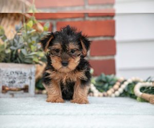Yorkshire Terrier Litter for sale in MONROE, IN, USA